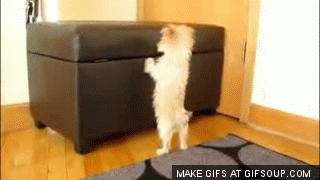 excited-puppy-o_zps06d6f29b.gif