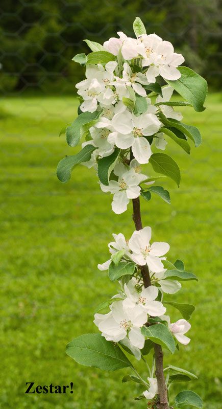  photo Zestar-apple.jpg