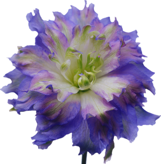  photo 0_62c25_efe85cdc_L.png