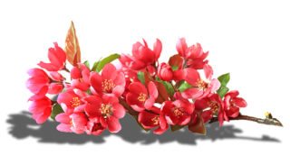  photo 0_b5b2f_a377df08_L.png