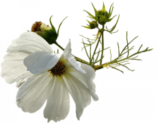  photo 1ldIVm88G32Fd5RFyNd6SUK790I.png