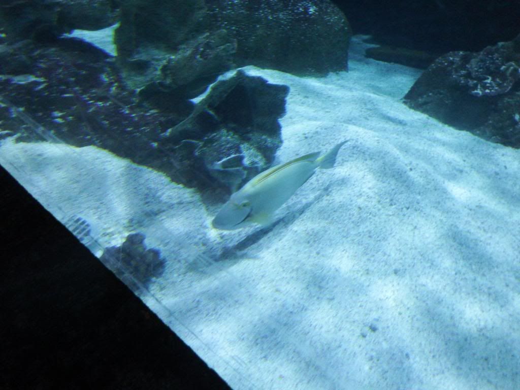 come id this huge