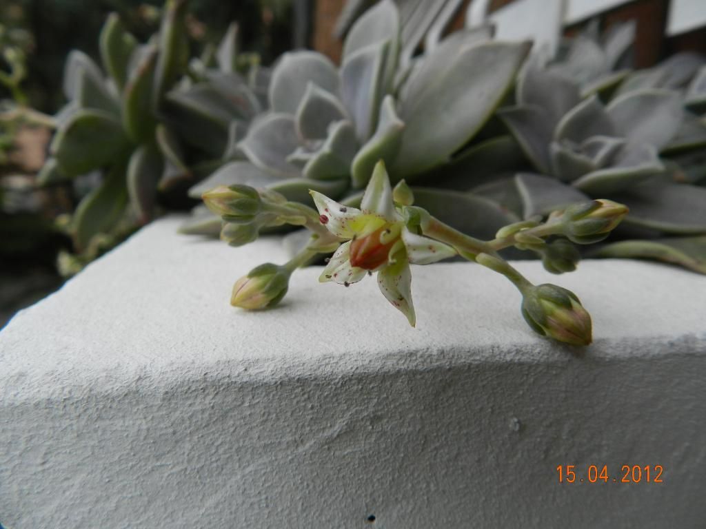 DSCN1551.jpg