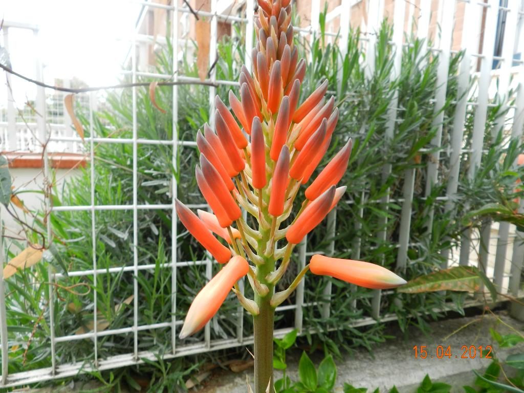 DSCN1574.jpg