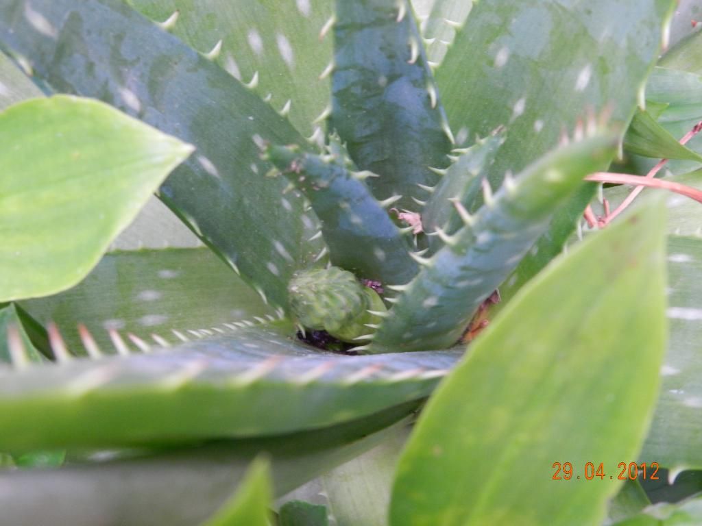 DSCN2163.jpg
