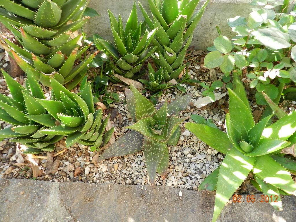 DSCN2509.jpg
