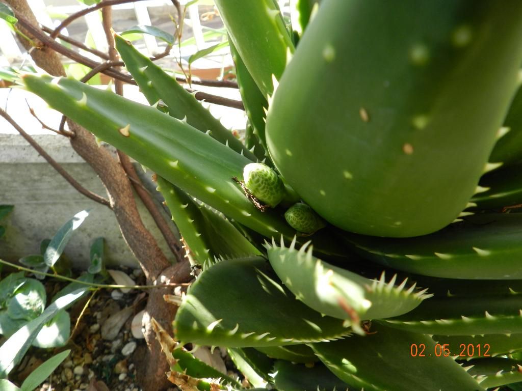 DSCN2510.jpg