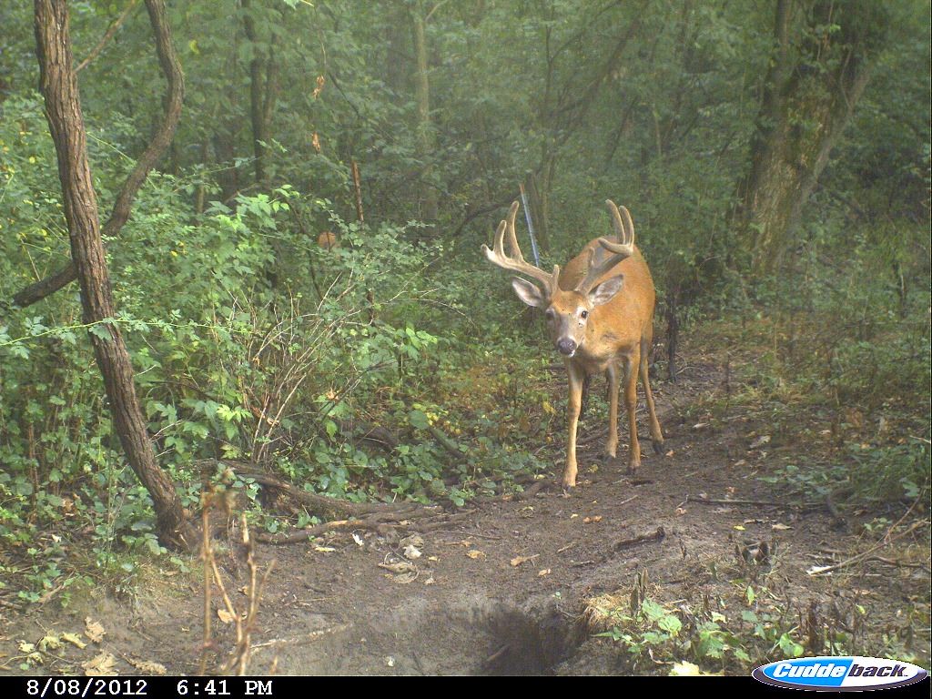 Deer Hunting/Food Plots Pond Boss Forum