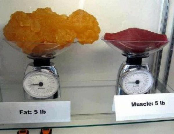 FatvsMuscle2.jpg