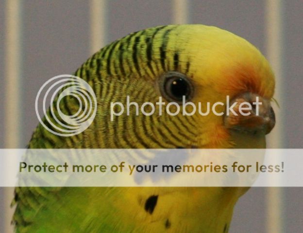 Staining Above The Nostrils - Budgie Safety - Budgie Community Forums