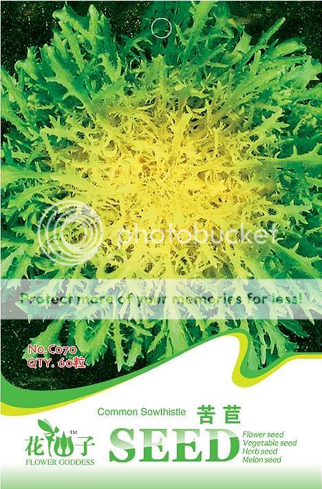 Pack 60 Seeds Sow Thistle Seed Cichorium Healthy Vegetable C070